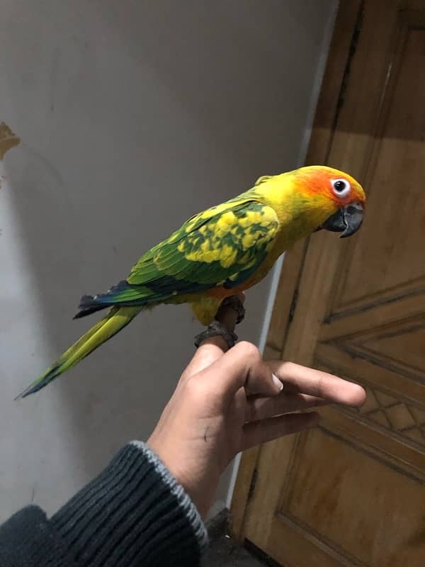 sun conure for sale 3