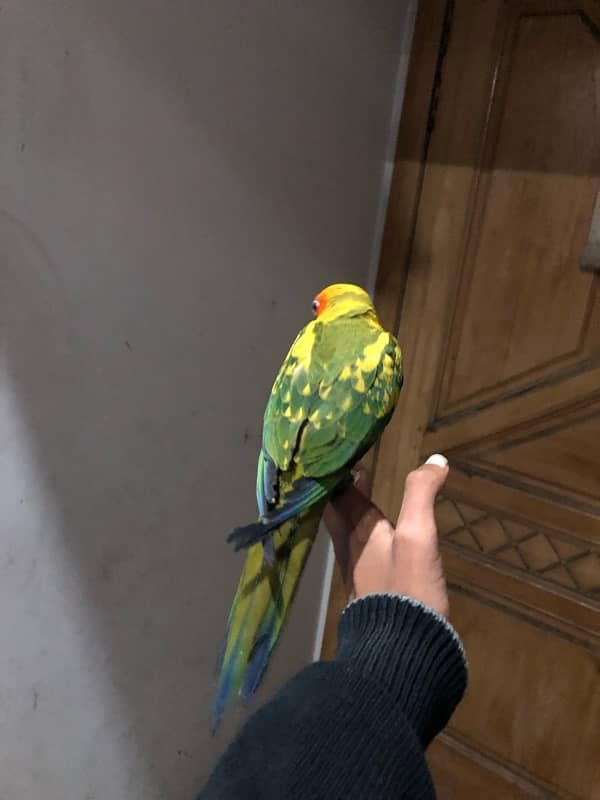 sun conure for sale 4