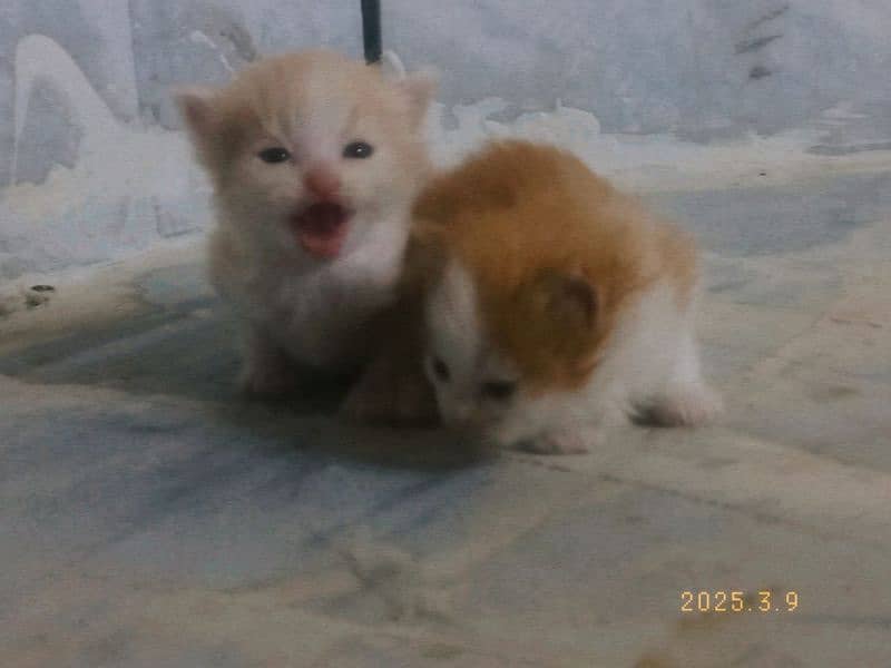 little persians 2