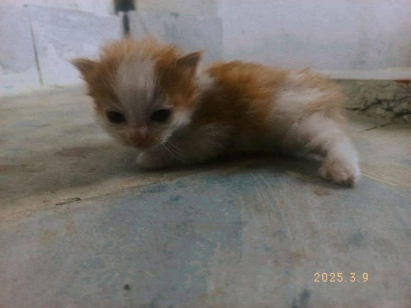 little persians 5