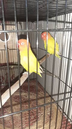 lutino persanata red eye k pair h sb ok h urgent sale