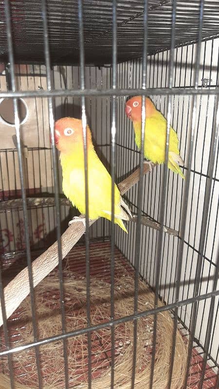 lutino persanata red eye k pair h sb ok h urgent sale 0