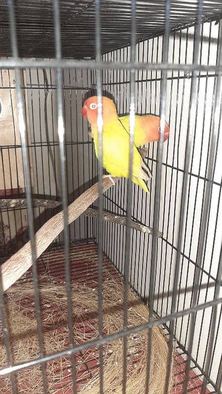 lutino persanata red eye k pair h sb ok h urgent sale 1