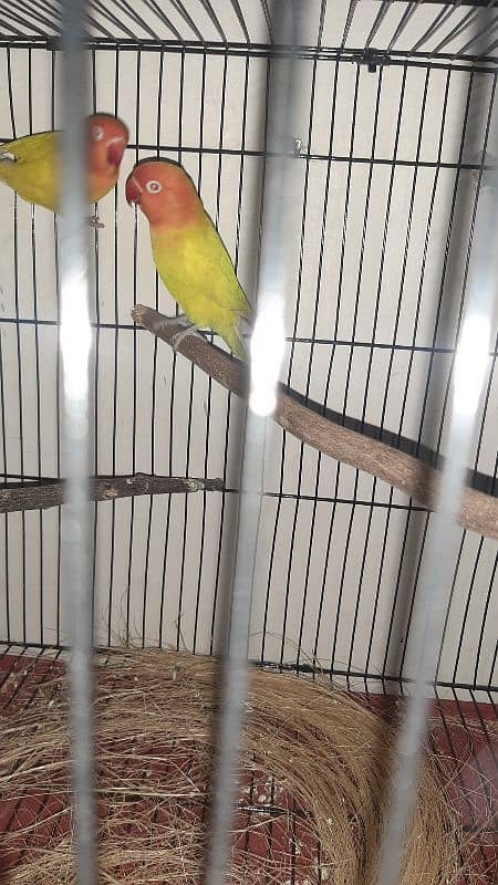 lutino persanata red eye k pair h sb ok h urgent sale 3