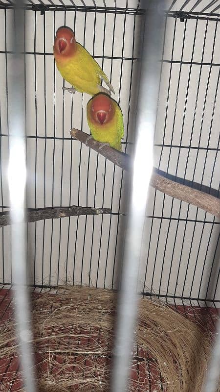 lutino persanata red eye k pair h sb ok h urgent sale 4