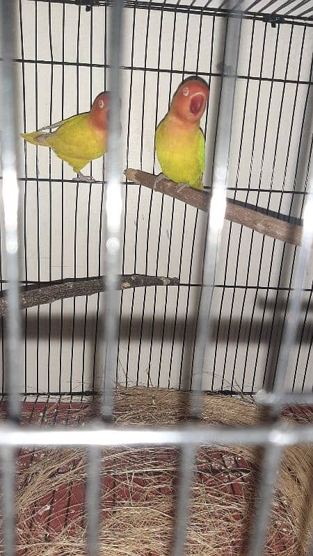 lutino persanata red eye k pair h sb ok h urgent sale 5