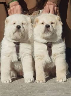 king alabai pair dog Male and female age 2month for sale