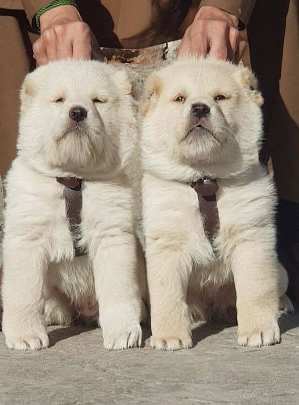 king alabai pair dog Male and female age 2month for sale 0