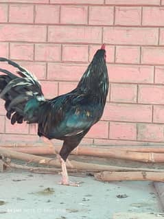 BREEDER ROOSTER || FANCY ROOSTER || HENS ||