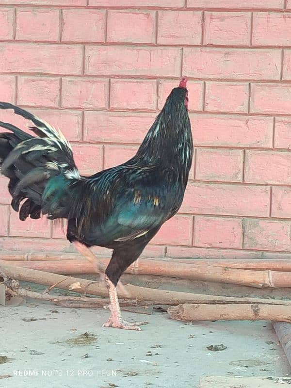 BREEDER ROOSTER || FANCY ROOSTER || HENS || 0