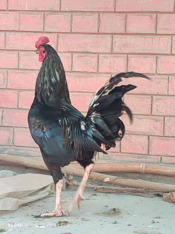 BREEDER ROOSTER || FANCY ROOSTER || HENS || 1