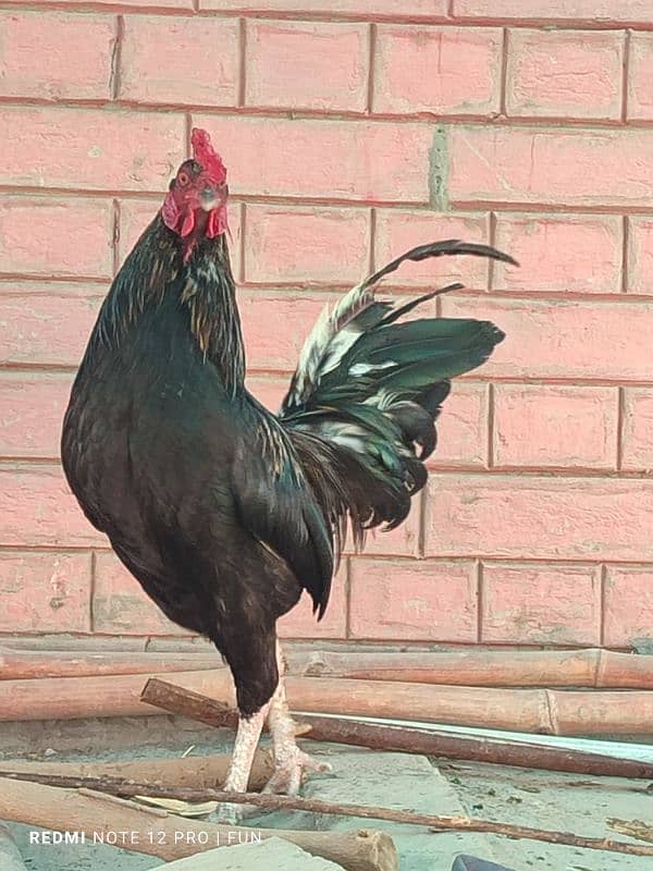 BREEDER ROOSTER || FANCY ROOSTER || HENS || 3