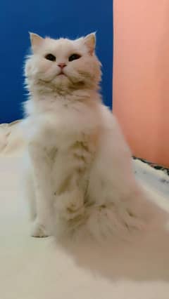 persian cat | white color