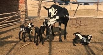 Desi Bakri 3 Bacchon Ke Sath For Sale WhatsApp 0313,4935,145