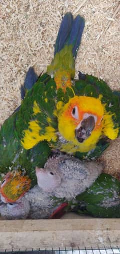 conure parrot available