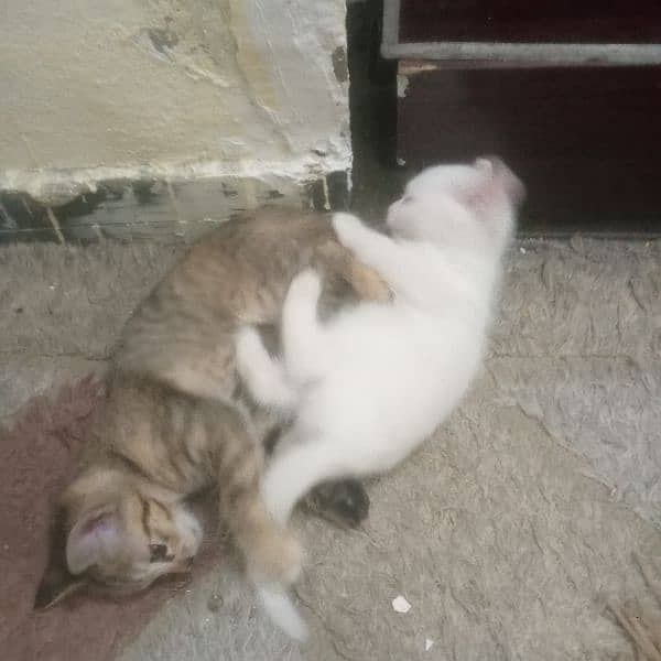 Beautiful kittens pair for sale 6