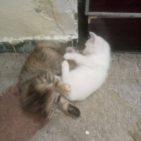 Beautiful kittens pair for sale 7