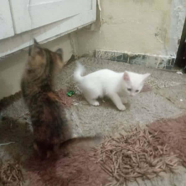 Beautiful kittens pair for sale 8