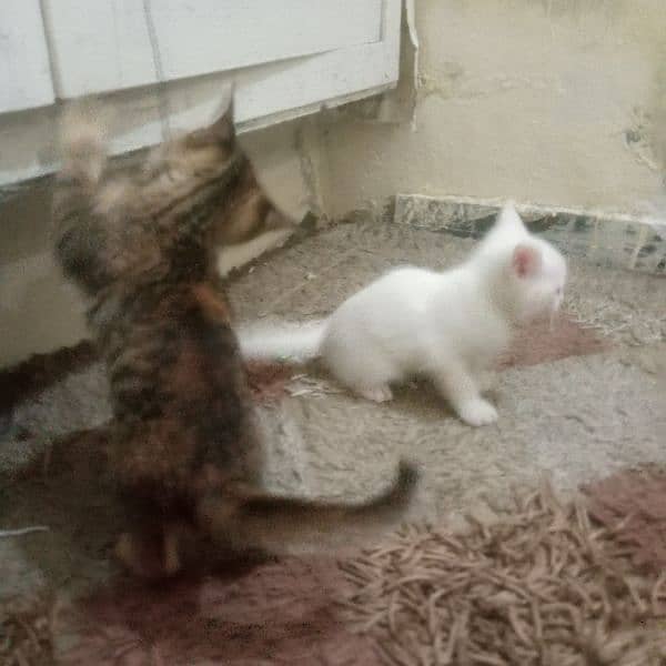 Beautiful kittens pair for sale 9