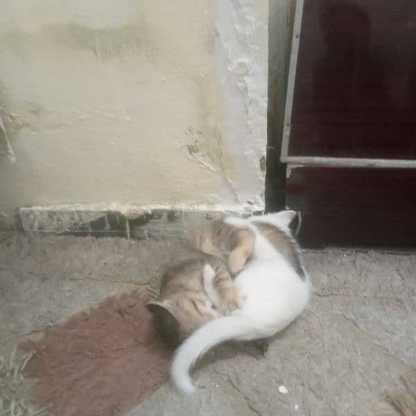 Beautiful kittens pair for sale 10