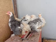 Bantam chicks