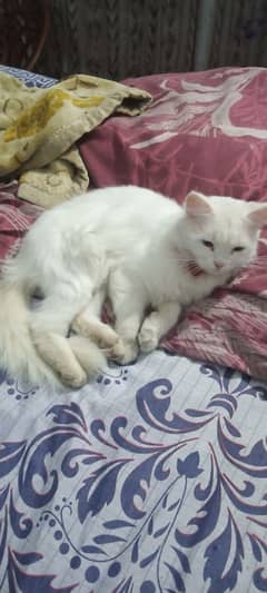 White Persian cat urgent sale