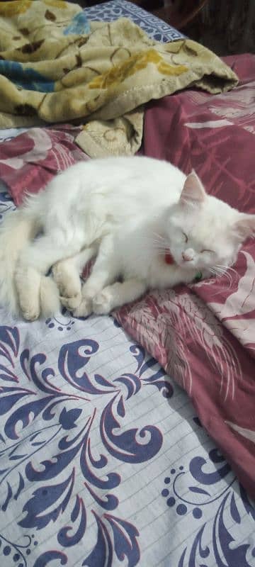 White Persian cat urgent sale 2