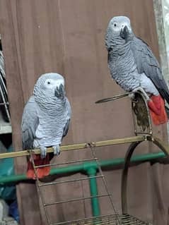 African Grey Pair