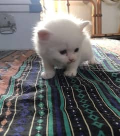 quality Persian triple code catten available 30 day