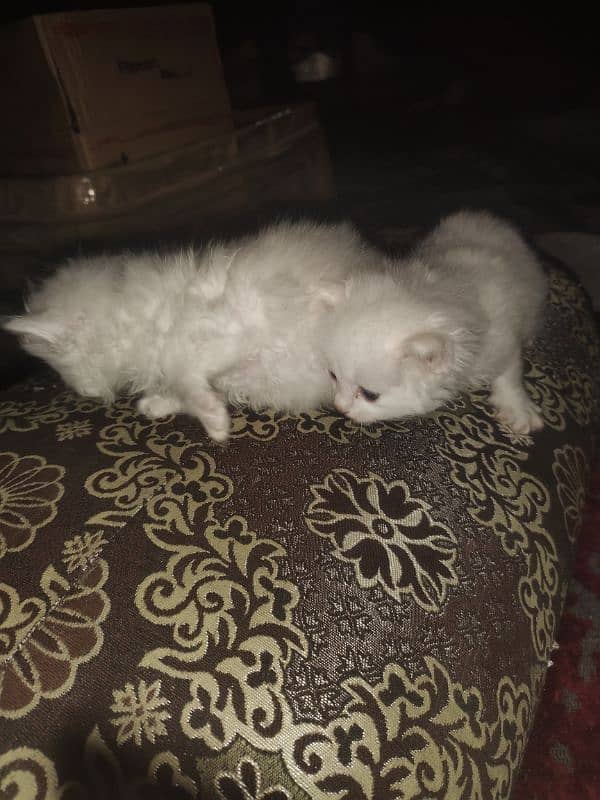 quality Persian triple code catten available 30 day 1