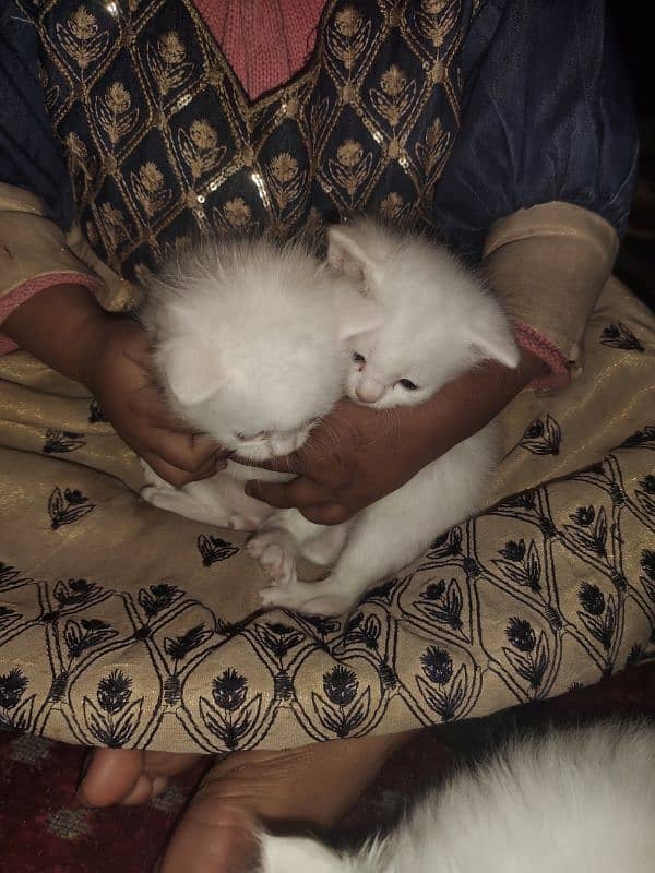 quality Persian triple code catten available 30 day 2