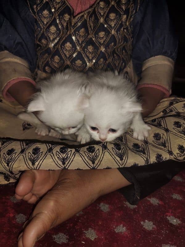 quality Persian triple code catten available 30 day 3