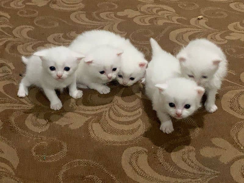 quality Persian triple code catten available 30 day 4