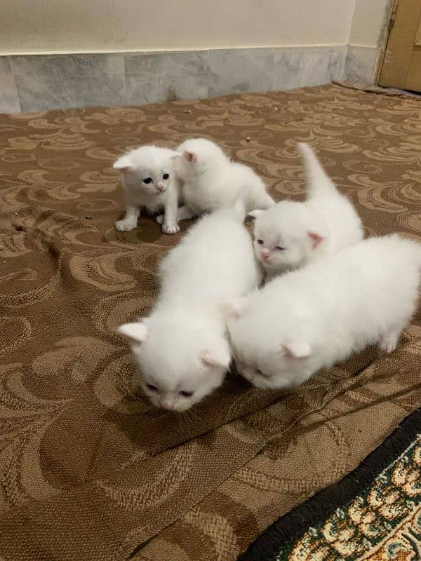 quality Persian triple code catten available 30 day 5