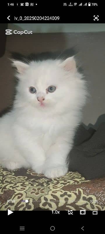 quality Persian triple code catten available 30 day 6