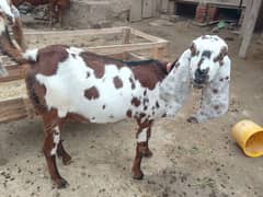 Goat/Cheeli/Bakre 5+ maa gaban بکری۔۔مردان