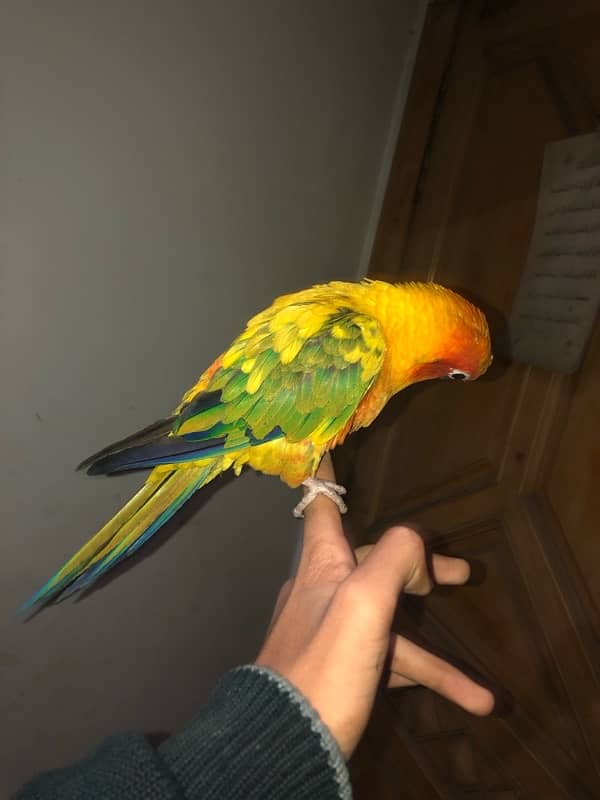 sun conure for sale 5