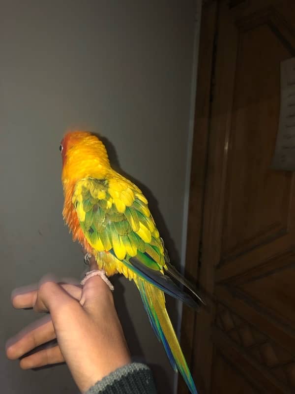 sun conure for sale 6