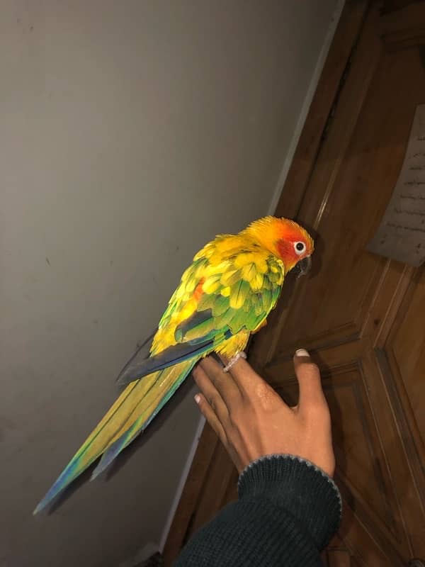 sun conure for sale 7