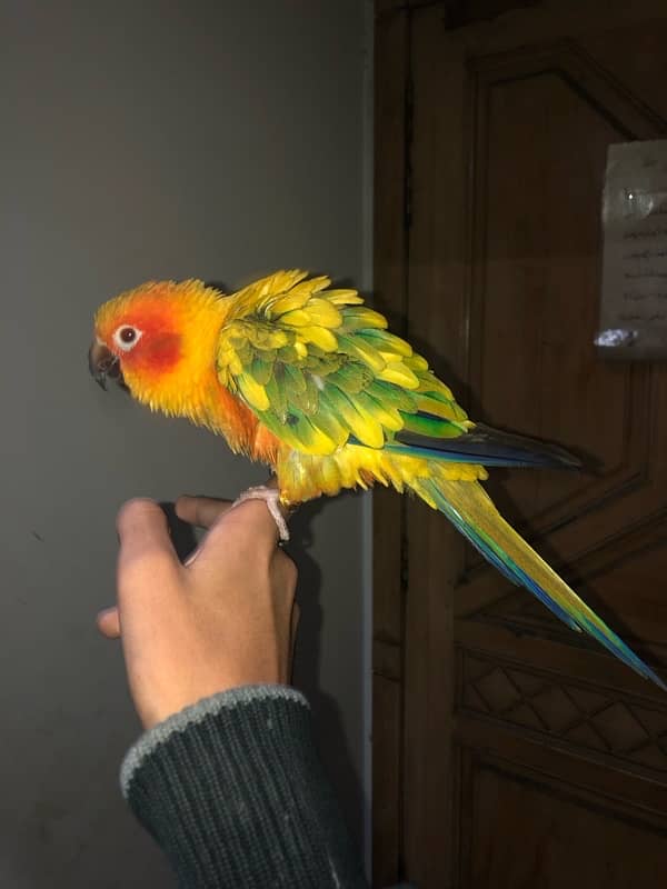 sun conure for sale 8