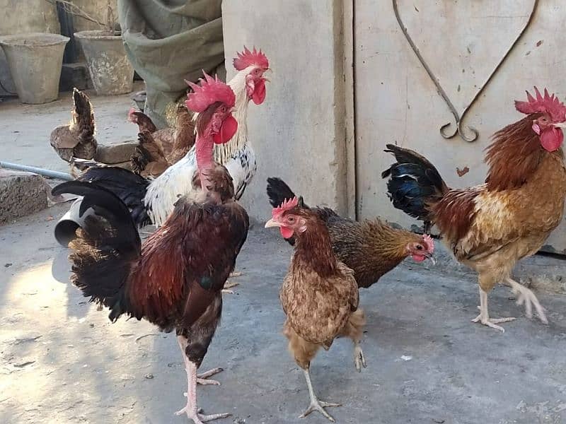 murgi murga pair for sale 0