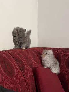 Persian punch face kittens