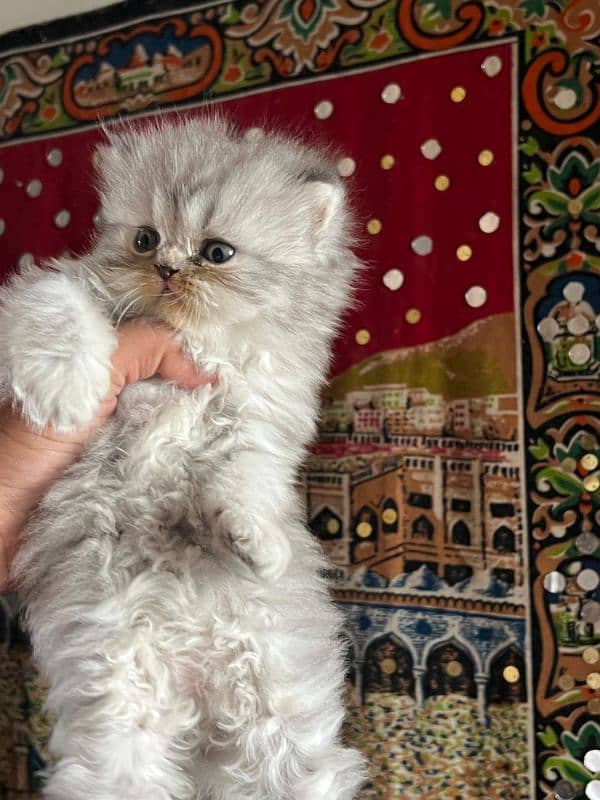 Persian punch face kittens 1