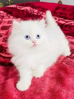 persian kittens triple coat pair for sale contact whatsap03226531273