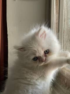 Beautiful Punch face persian Cat available for sale