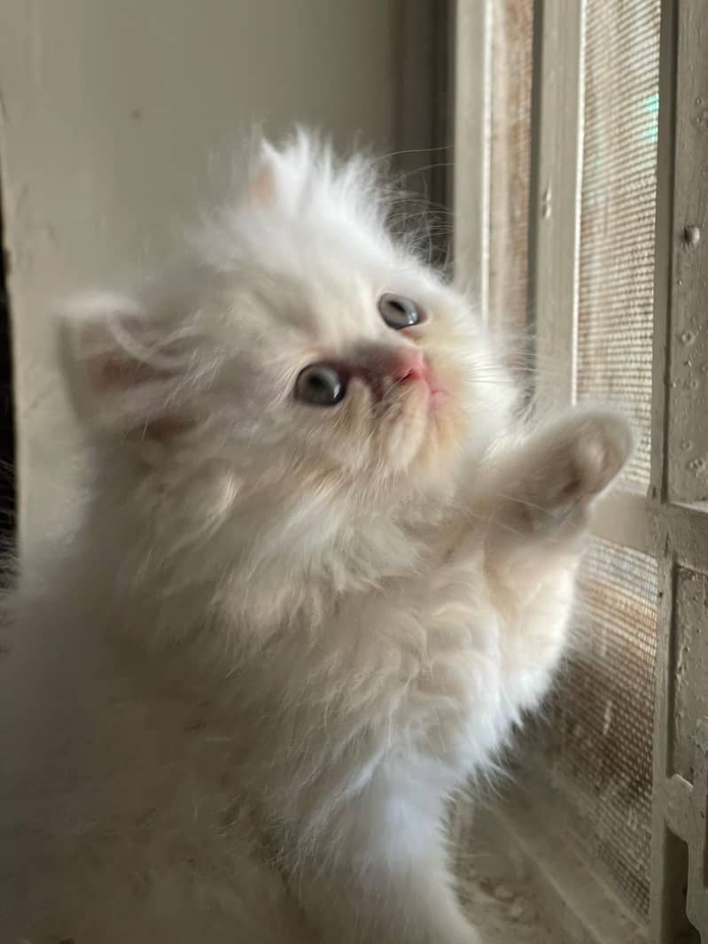 Beautiful Punch face persian Cat available for sale 1