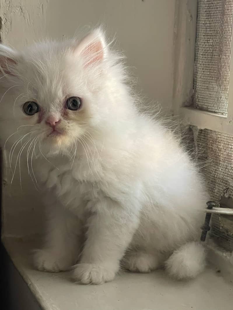 Beautiful Punch face persian Cat available for sale 2