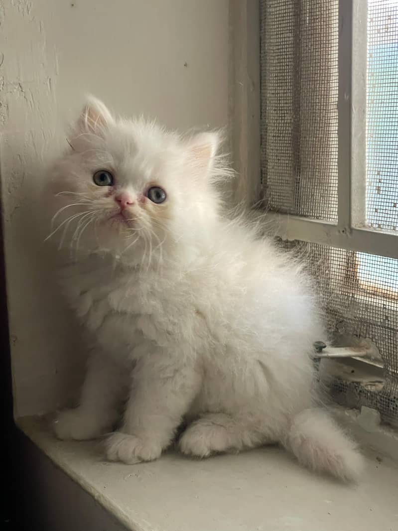 Beautiful Punch face persian Cat available for sale 3