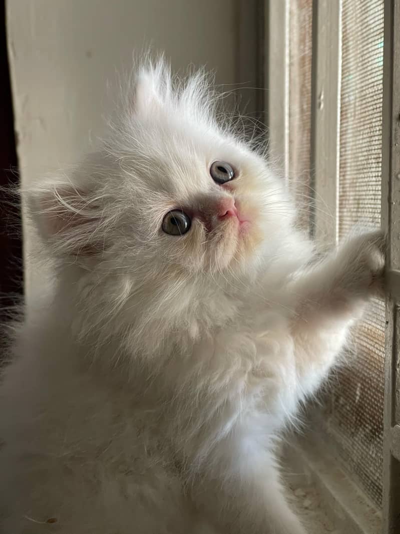 Beautiful Punch face persian Cat available for sale 4