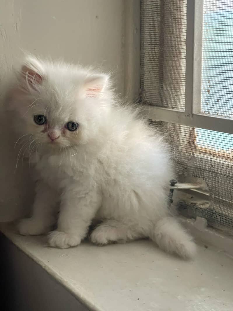 Beautiful Punch face persian Cat available for sale 5